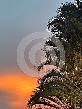 Orange sky sunset behind palm tree