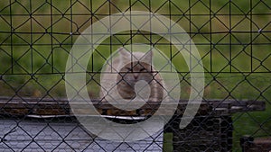 Orange sleepy cat behind a metal net