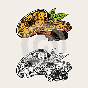 Orange slices. Summer fruit . Engraved hand drawn vintage sketch. Woodcut style.