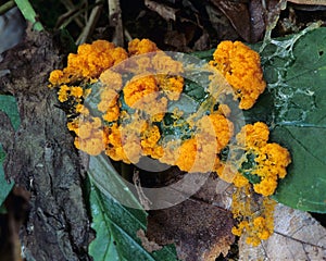 Orange Slime Mould