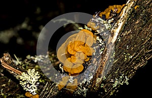 Orange slimy mushroom shaped like a brain on rotten dead tree trunk. Tremella mesenterica