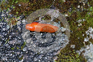 Orange slug