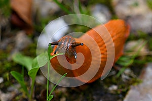 An Orange slug eating a green leaf