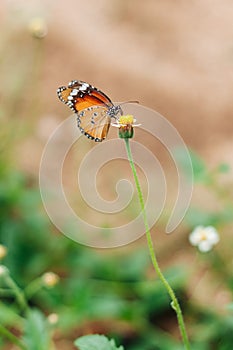 Orange small butterfly sits on a small daisy