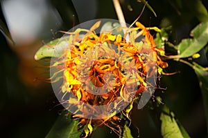 Orange Small flower of Asoke Tree