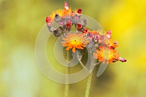 Orange small flowers on a yellow background. selective focus.Pilosella