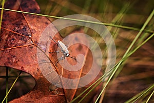 Orange Small Milkweed Bug