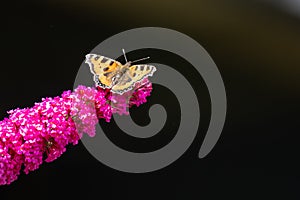 Small tortoiseshell butterfly - Aglais urticae - sitting on flowering pink butterflybush - Buddleja davidii - in garden. photo