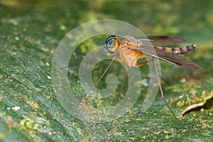 An orange snipe fly Chrysopilus