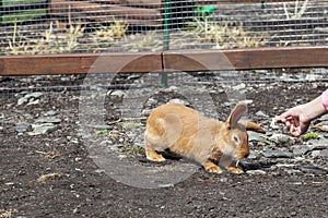 A orange, soft and fluffy rabbit with large ears stands on its hind legs and eats cabbage from the hands in nature outside.