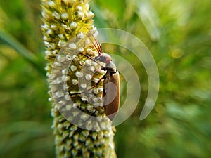 .An Orange Soldier Beetle on a Millet ear