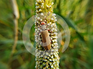 .An Orange Soldier Beetle on a Millet ear