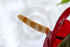 Orange spadix of Red Anthurium