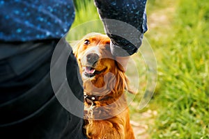 Orange spaniel. Hand caressing cute homeless dog with sweet looking eyes in summer park. Person hugging adorable orange