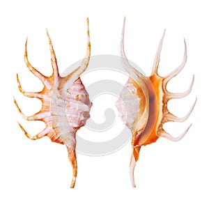 Orange Spider Conch