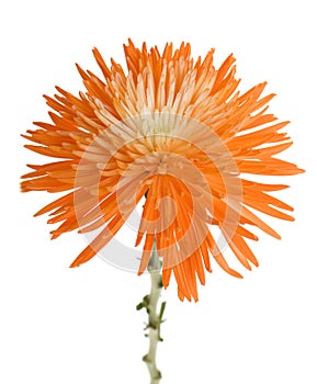 Orange Spider Mum