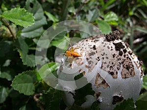 Orange spider on mushroom in Swaziland