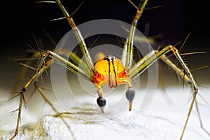 Orange spider with scary leg