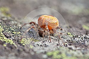 Orange spider sits on rock