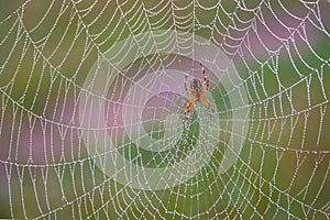 Orange spider in the web in the morning with drops of transparent dew on it