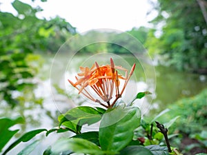 Orange spike flower,Behind is river view,Leaf color green,At Sri Nakhon Khuean Khan Park and Botanical Garden in Bangkok Thailand