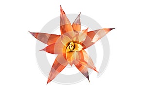Orange spiky flower isolated on white background