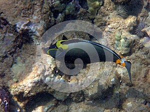 Orange Spine Unicornfish