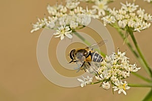 Orange-spined drone fly on a white flower