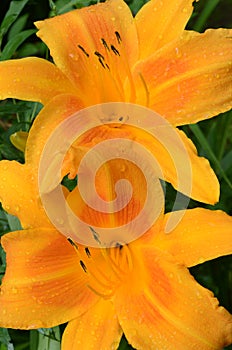 Orange Splash Daylilies after a rain shower