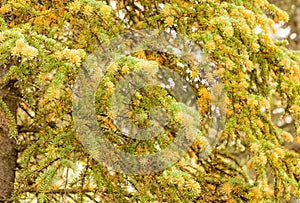 Orange spores of Spruce Labrador Tea Rust fungal disease