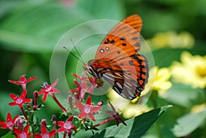 An orange spotted butterfly sitting on top of a red floret flower.