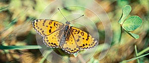 Orange-spotted butterfly in spring meadow Melithea trifle Cyriaca