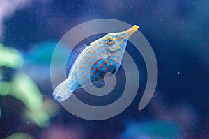 Orange spotted filefish Oxymonacanthus longirostris