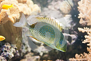 Orange spotted spinefoot - Siganus guttatus