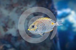 Orange-spotted Spinefoot or Gold-saddle Rabbitfish - Marine fish