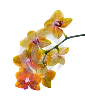 Orange spotty orchid isolated