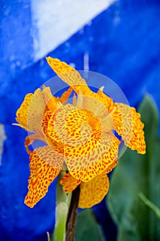 Orange spotty yellow iris on electric blue background