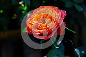 Orange Spray Rose Lovely flowers blooming in the garden, in Thailand