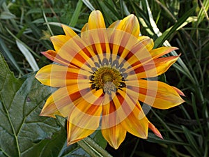 Orange spring flower