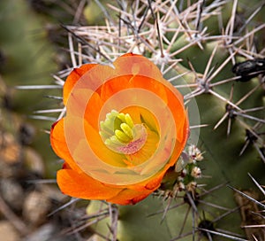 Orange Spring Flower on a Cactus in the Sonoran Desert of Arizona