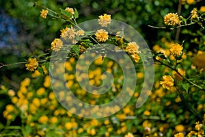 Orange spring flowers