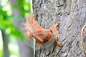 An orange squirrel carefully looks forward, clinging to a tree trunk