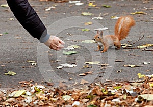 An orange squirrel cautiously creeps up to a person s hand for a treat