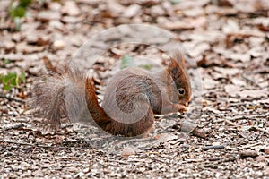 Orange squirrel in the Schonbrunn Park, Vienna