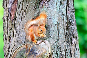 An orange squirrel sits on a tree trunk and nibbles a nut