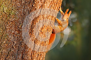 Orange squirrel on the tree trunk. Cute red squirrel in winter scene with snow on the tree trunk. Wildlife scene from nature. Cold