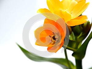 Orange Star of Bethlehem flower, Ornithogalum, against a white background