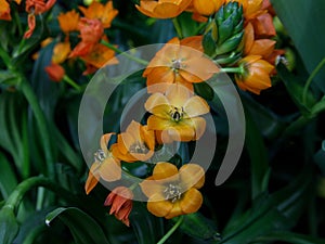 Orange Star of Bethlehem flowers or Sun Star. Its Latin name is Ornithogalum Dubium, native to South Africa