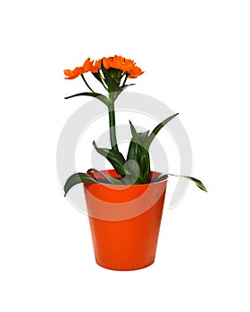 Orange star flower Bethlehem flower isolated on white background