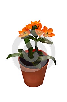 Orange star flower Bethlehem flower isolated on white background